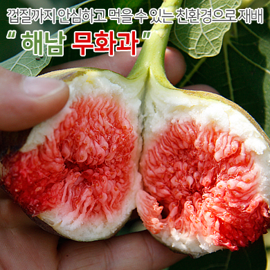 해남 땅끝 名品 무화과 2팩 (700~900g / 4~10과)