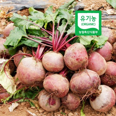 [최상품] 껍질까지 먹는 유기농 레드비트 5KG (8~10개)