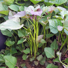 (신품종 : 호풍미) 호박고구마 모종 10KG