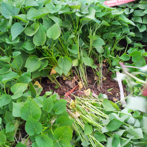 밤고구마 모종 20KG