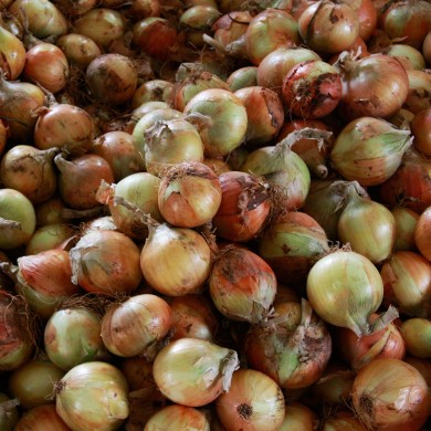 친환경 무농약인증 양파 10kg ( 무선별 :  90g ~ 300g 개당 )