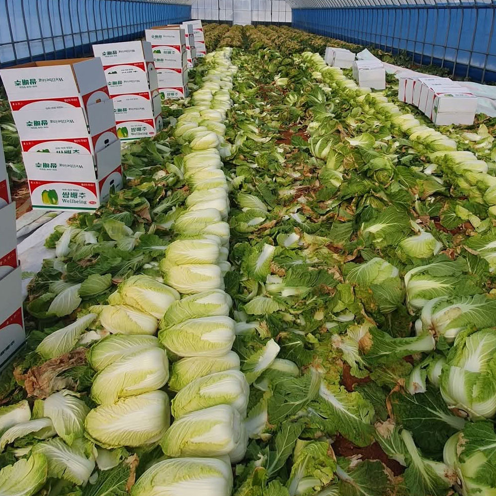 아삭하고 달콤한 땅끝 해남 알배기 쌈배추 6통