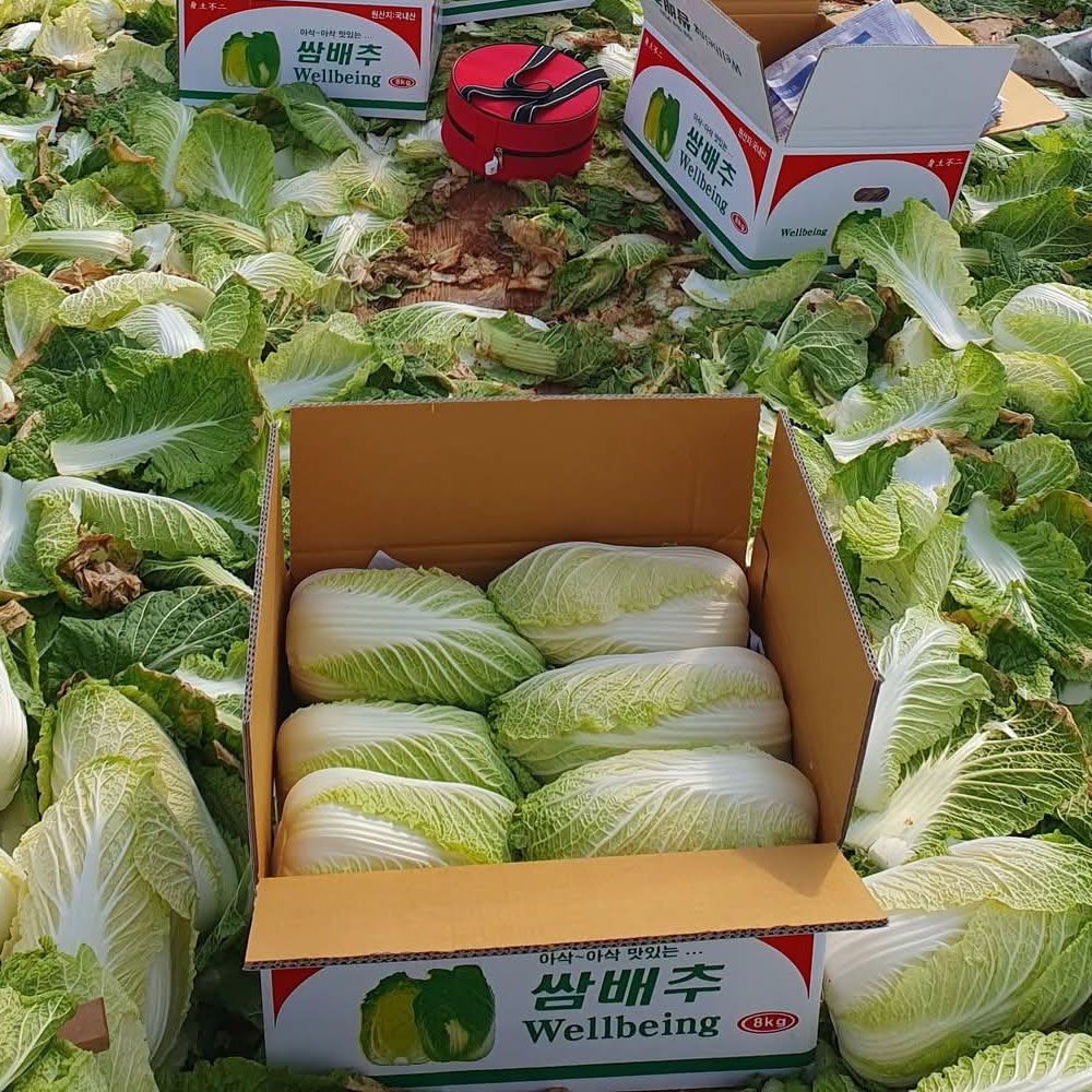 아삭하고 달콤한 땅끝 해남 알배기 쌈배추 6통