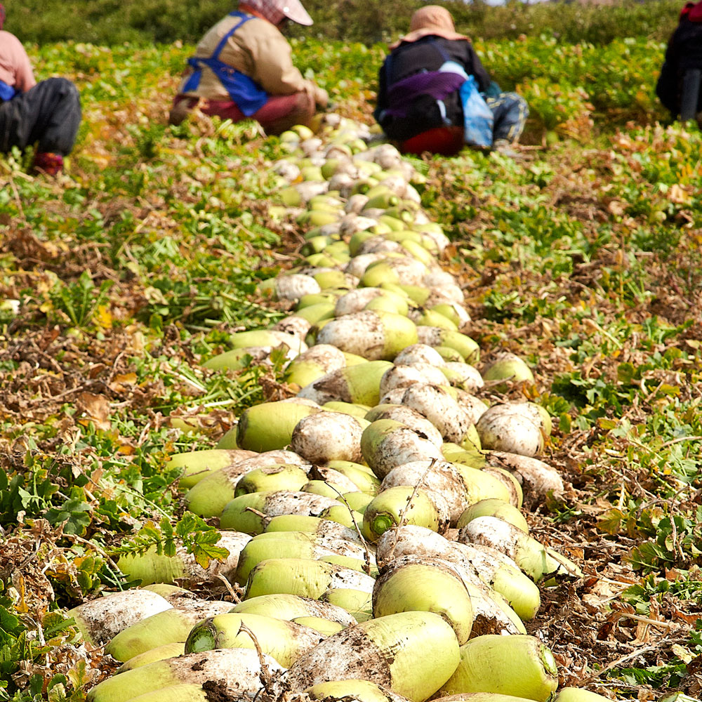 해남 햇 월동무 - 단단하고 맛있는 월동 흙 무우 3kg (2~4개)