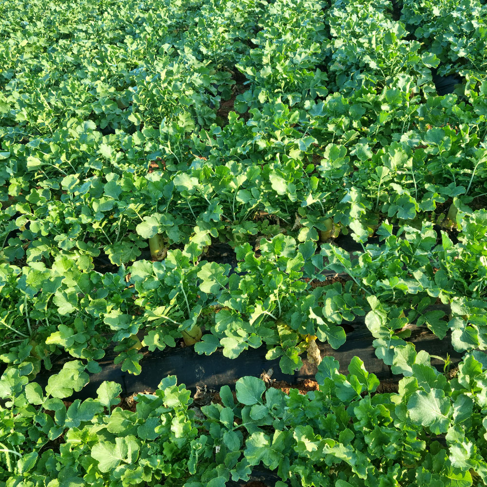 해남 햇 월동무 - 단단하고 맛있는 월동 흙 무우 3kg (2~4개)