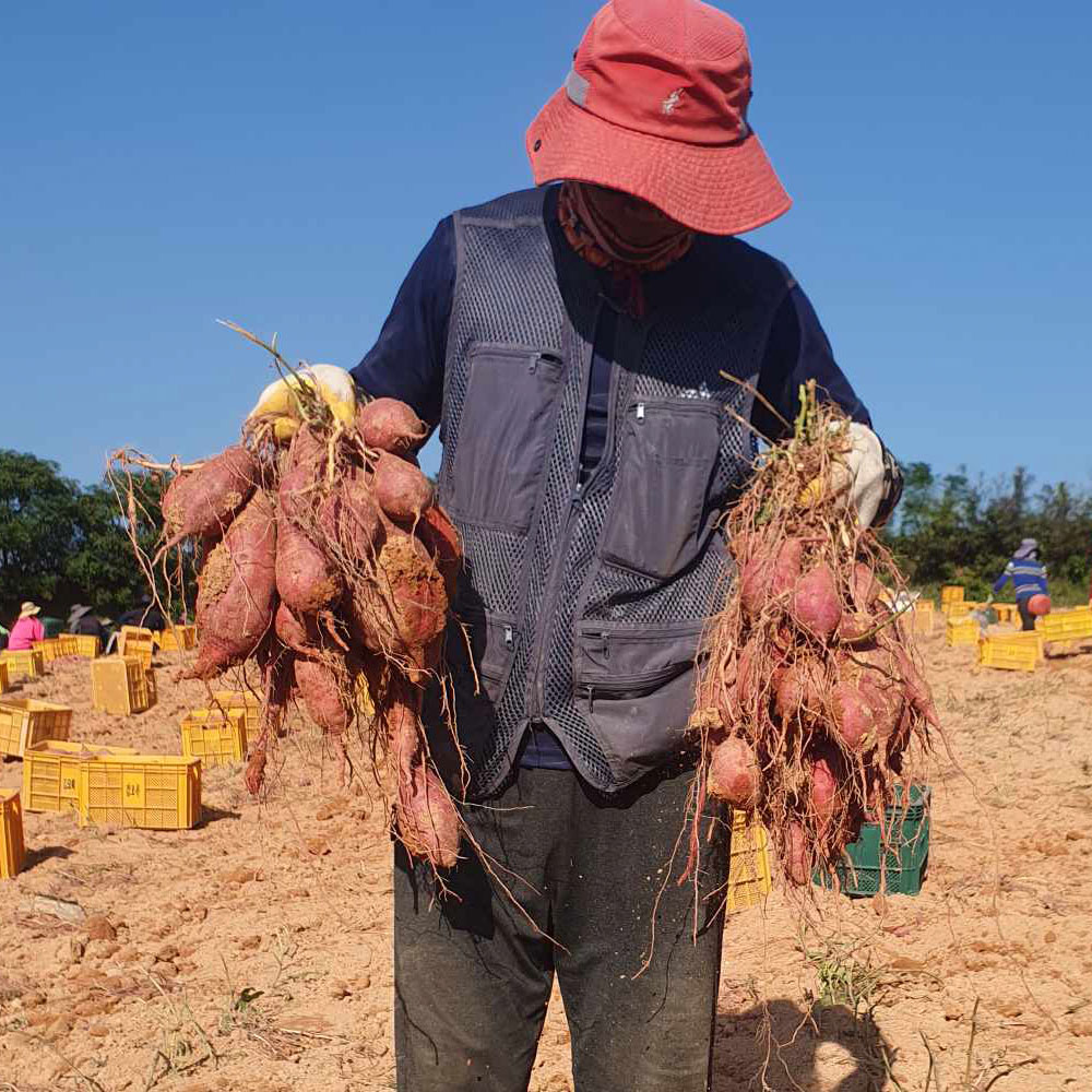 [한입] 해남 황토 호박고구마 3kg