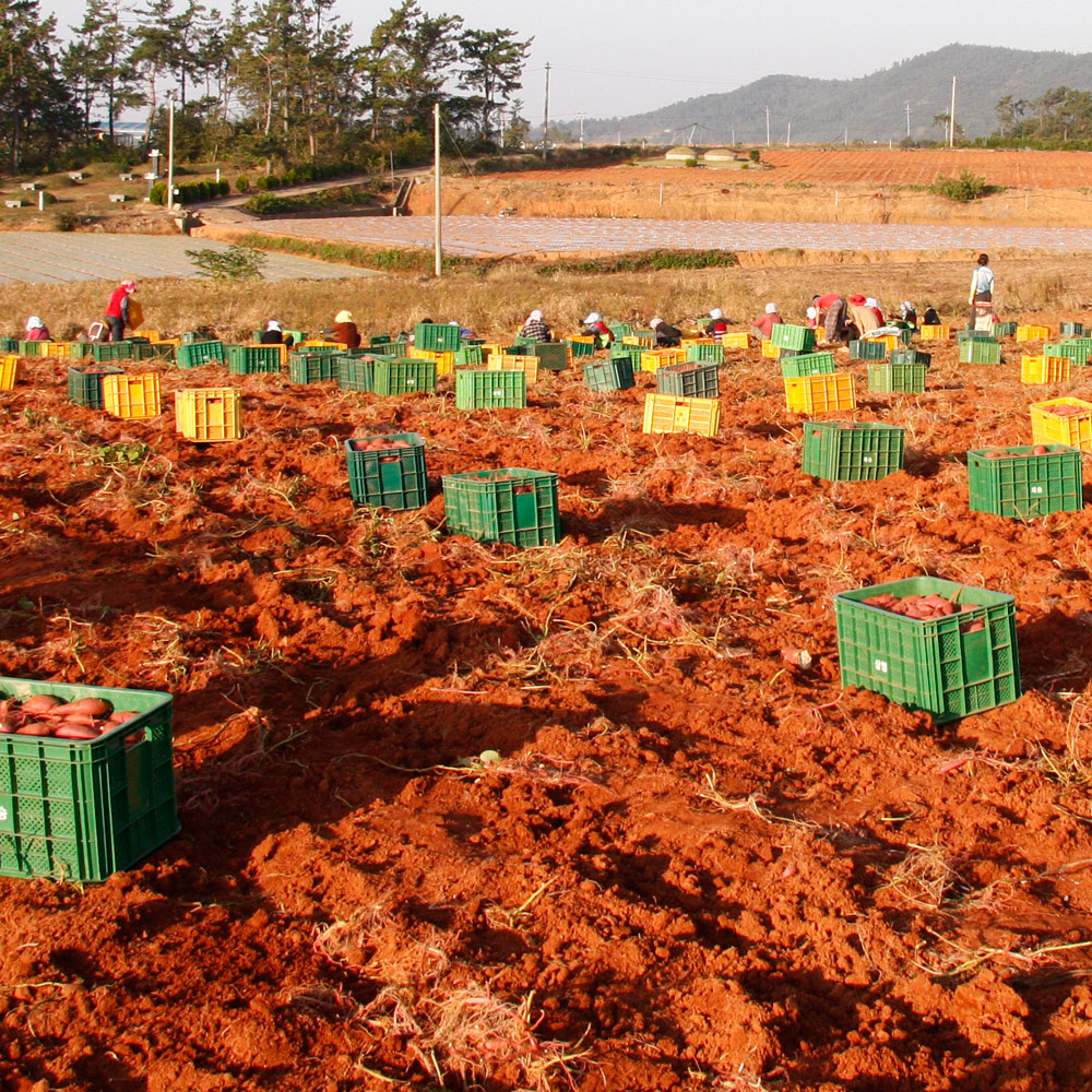 [중상품] 해남 황토 호박고구마 5kg